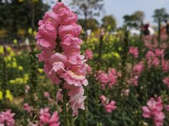 -天适樱花悠乐园