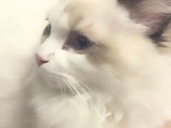-猫大福·Fortune Cat猫舍(百子湾店)