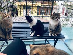 -喵屿·大理花园猫咖