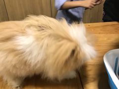 -藦茜花园宠物主题亲子互动体验馆(国顺东路店)