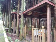 -武陵山森林公园