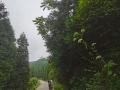 -武陵山森林公园