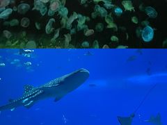 -珠海长隆海洋王国