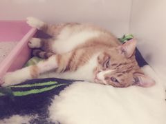 -瑞派·关忠动物医院·异宠专科·犬猫肿瘤·皮肤专科(望京店)