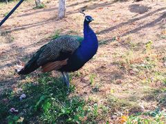 -西霞口神雕山野生动物世界