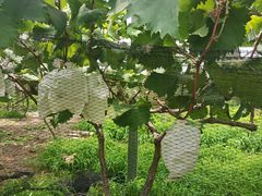 -马陆小张葡萄园农家乐