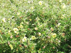 -春花秋色城市公园