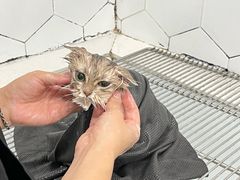 -瑞鹏宠物医院犬猫全科(真大分院)