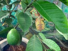 -上海大自然野生昆虫馆(东方明珠·爬宠昆虫探索中心)