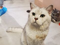 -猫儿山۰猫主题餐厅