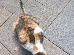 -西园寺素食(西园弄戒幢律寺店)