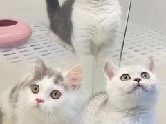 -lincat·猫舍(广州店)