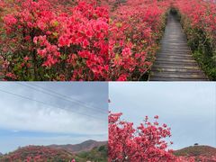 -大围山国家森林公园