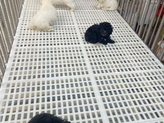 -保定市花鸟鱼虫市场