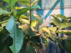-上海大自然野生昆虫馆(东方明珠·爬宠昆虫探索中心)