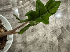 -ZARA(昆明顺城购物中心店)