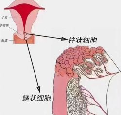 -安吉拉青春化管理中心
