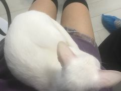 -喵的天空名猫咖啡馆·撸猫·猫舍·用品