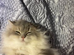 -猫大福·Fortune Cat猫舍(百子湾店)
