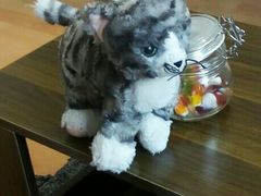 -猫音日语留学培训