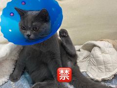 -伟伟宠物医院·CT影像中心·瑞派犬猫综合性门诊(汉口总院)