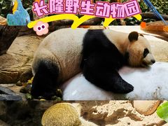 -广州长隆野生动物世界