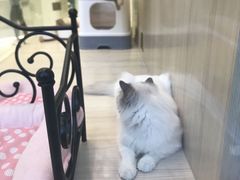 -momokira米努特·德文卷毛猫·棉花面纱犬