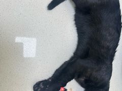 -瑞派旺宝宠物医院·犬猫全科综合·尿道专科(莲兴院)