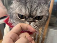 -楼上猫咖(罗湖店)