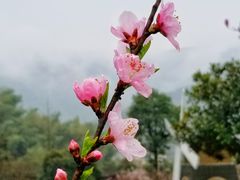 -梦娜斯庄园