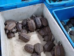 -苏州艺都古玩花鸟市场