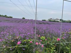 -紫颐香薰山谷景区