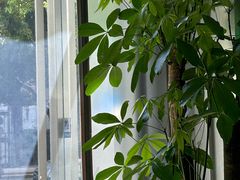 -ALPHA COFFEE阿尔法咖啡(虹莘路店)