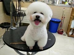 -多卡布奇宠物生活馆(上林世家店)