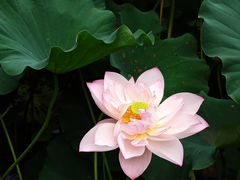 -陈家山荷花公园