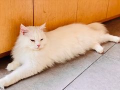 -飞行喵MR PILOT|猫舍·猫咖(静安大融城店)
