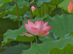 -荔湾湖公园