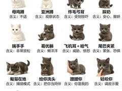 -申普宠物医院·心脏介入·心血管微创(总院)
