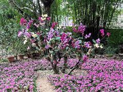 -广州市石门国家森林公园