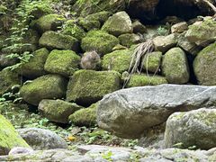 -牛背梁国家森林公园