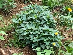 -苏小柳手工点心(人民广场分院)