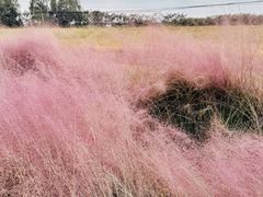 -小陆莲花蟹园农家乐(莲花岛店)