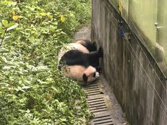 -都江堰中华大熊猫苑