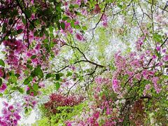 -深圳国际园林花卉博览园