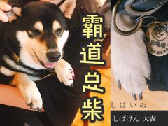-柴犬高等学院·狗咖·柴犬售卖·宠物训练