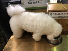 -more than meow吴止猫主题餐厅(承德 中船汇店)