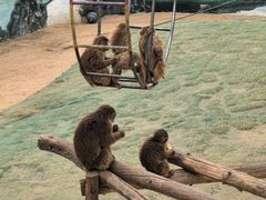 -西霞口神雕山野生动物世界