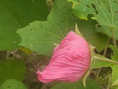 -合肥滨湖国家森林公园