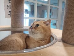 -楼上猫咖(罗湖店)