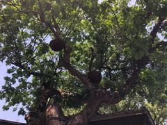 -星巴克(福州三坊七巷店)